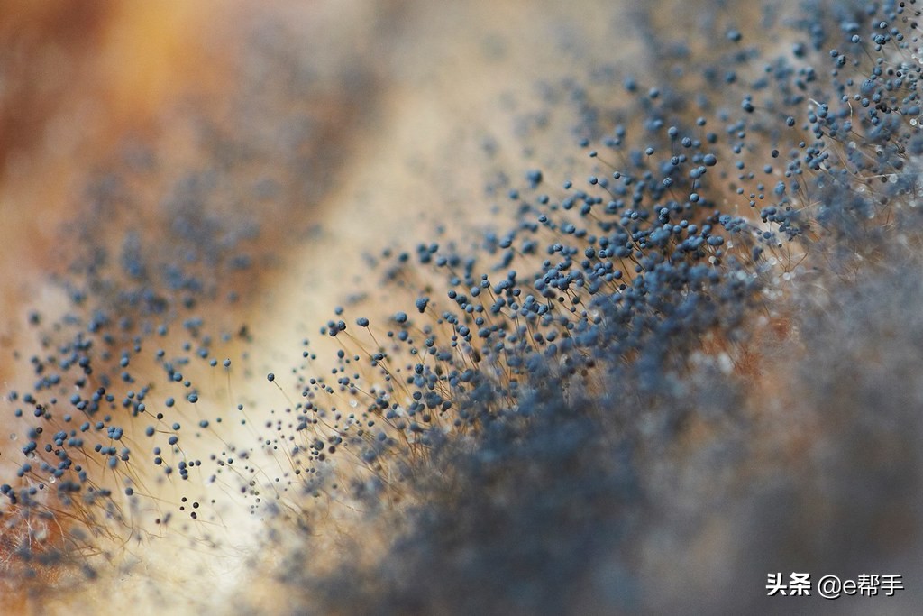 发霉的霉菌100度能杀死吗,除霉防霉剂能杀霉菌吗