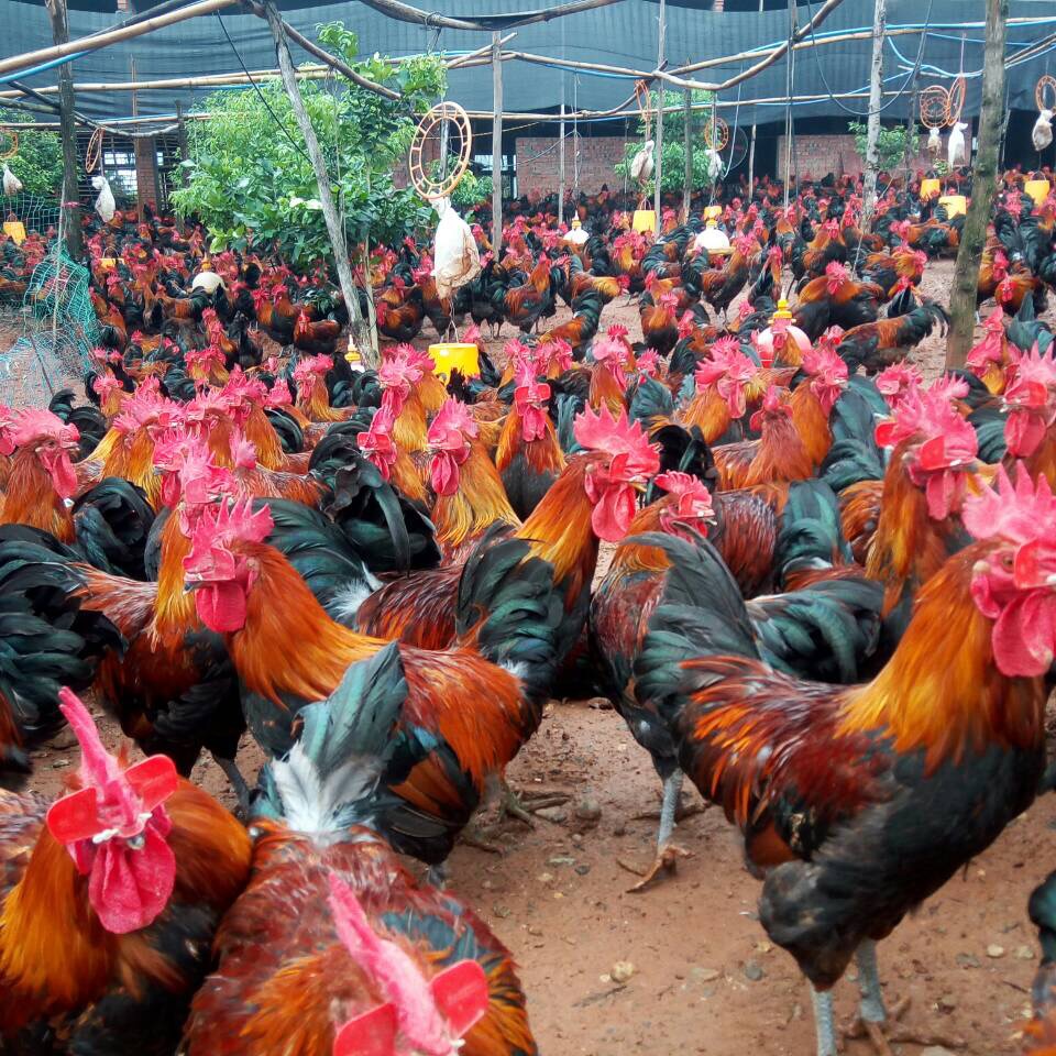 鸡传染性喉气管炎西药奇方,鸡传染性喉气管炎活疫苗使用方法