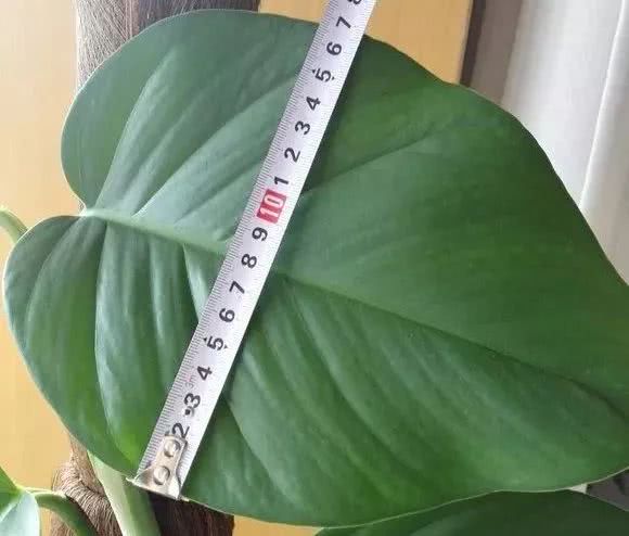 绿萝怎么养才能更旺盛生活小技巧,绿萝冬天怎么养才能更旺盛小妙招