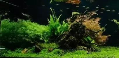 家装室内水系造景设计,家居鱼池假山布局