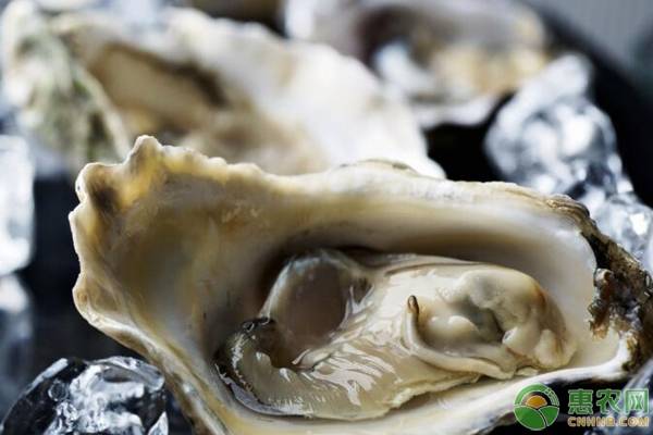 生蚝肉价格多少一斤,生蚝多少钱一斤最新价格