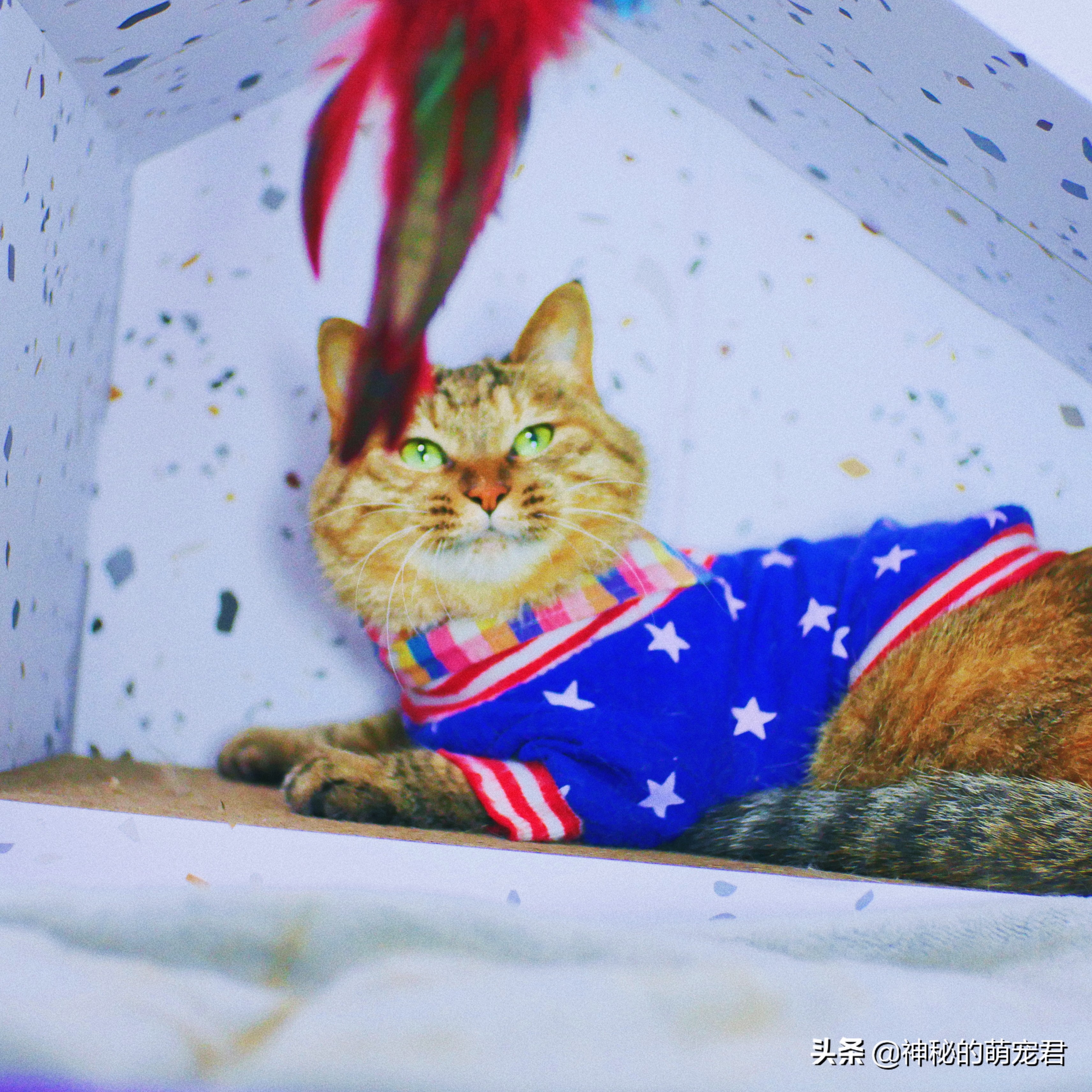 什么逗猫棒猫咪会玩,怎么做猫咪玩的逗猫棒