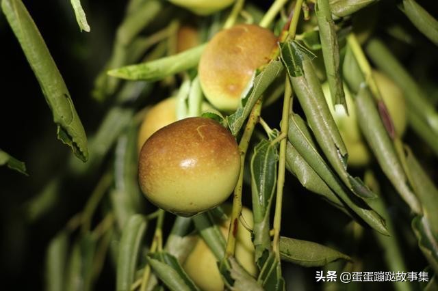 300多年老枣树至今仍结果，一斤卖到1000元