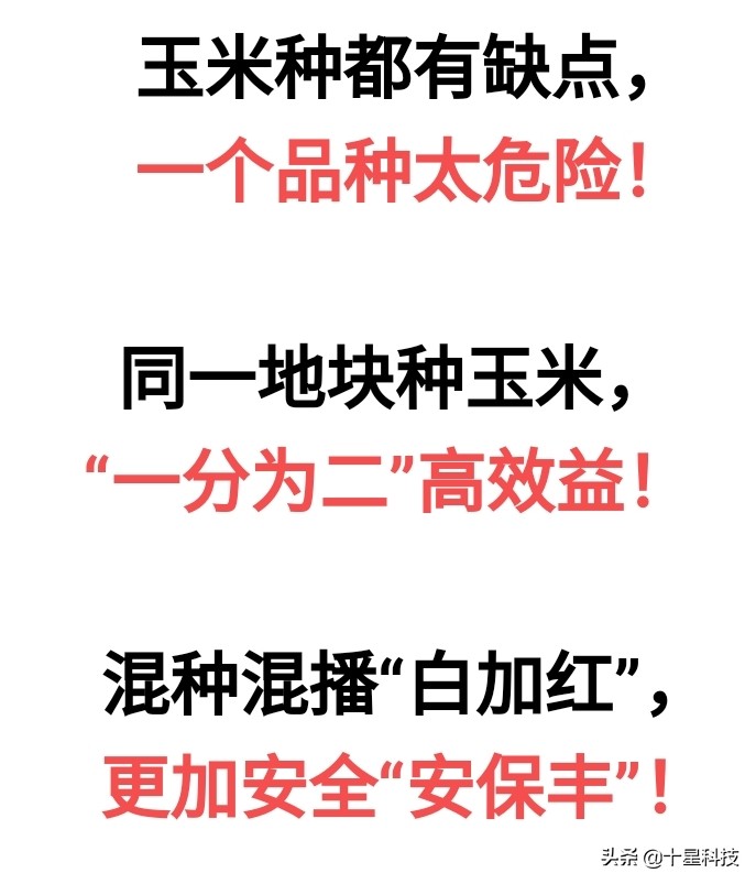 黄淮海夏玉米种排名,黄淮海玉米品种排名哪个好