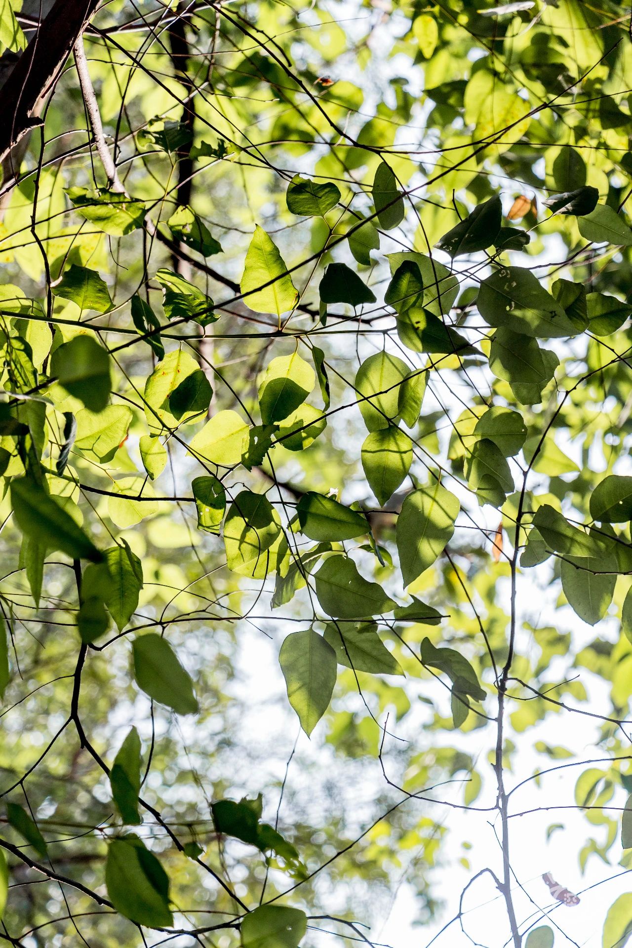 深圳各区最美的地方,深圳6个绝美地方