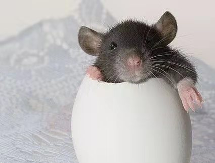 花枝鼠难产了是怎么回事,花枝鼠难产死了宝宝怎么养