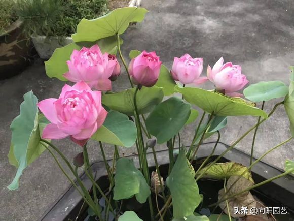 莲子长成荷花过程,一盆莲花种几颗莲子