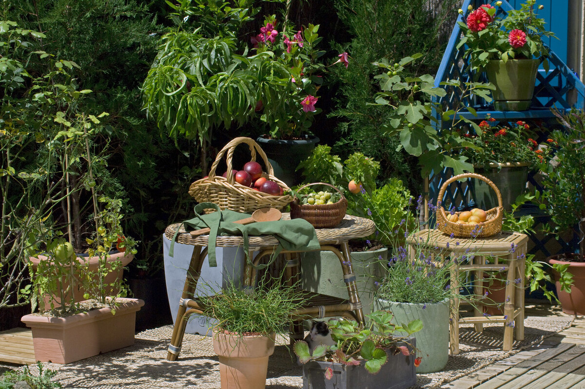 养花越用心好像越成为负担,养花赚钱的方法