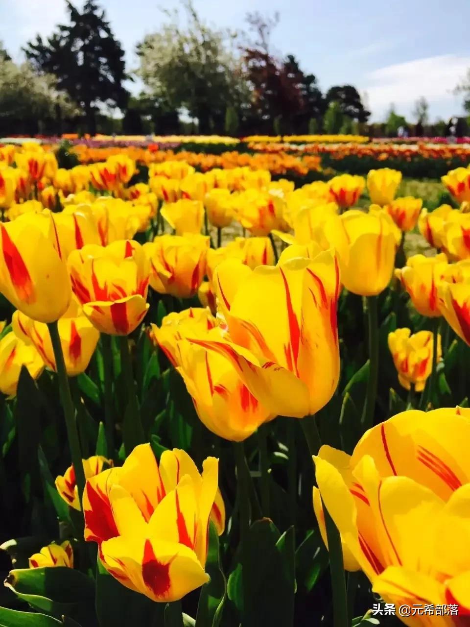 荷兰小镇郁金香盛开,荷兰小镇郁金香花海