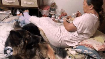 德牧躺在主人怀里睡觉,德牧躺着一动不动只喘气