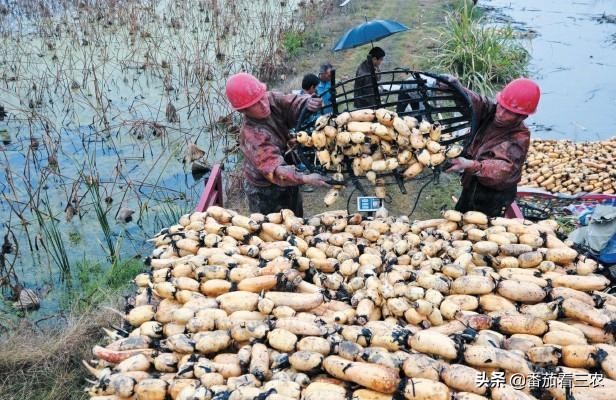 种莲藕为什么要放水蛭,藕田水蛭养殖技术和方法