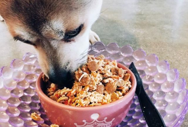 辟谣，爱宠泪痕重并非纯粹食物原因，主人需对症治疗五种特殊情况