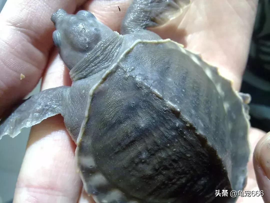 8~10月，千万不要小看龟龟身上患有的这些白点！