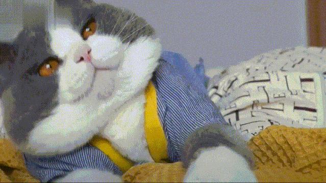 瀹犵埍鍥介檯鍔ㄧ墿璇婄枟涓績,瀹犵埍鍥介檯鍔ㄧ墿鍖婚櫌鍖椾含瑗跨珯