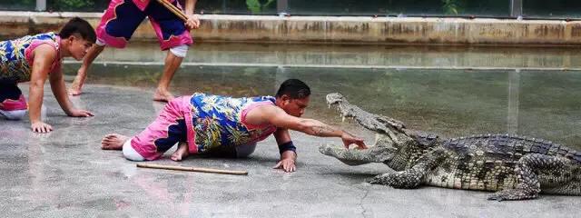 长隆飞鸟乐园拍鸟攻略,广州长隆飞鸟乐园可以摸哪些鸟