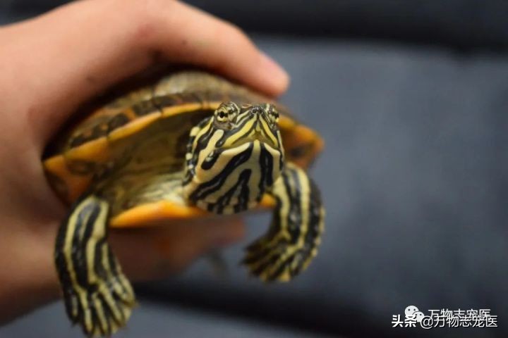 乌龟的壳碎了还能恢复吗,乌龟的壳边缘破了一点点会不会死