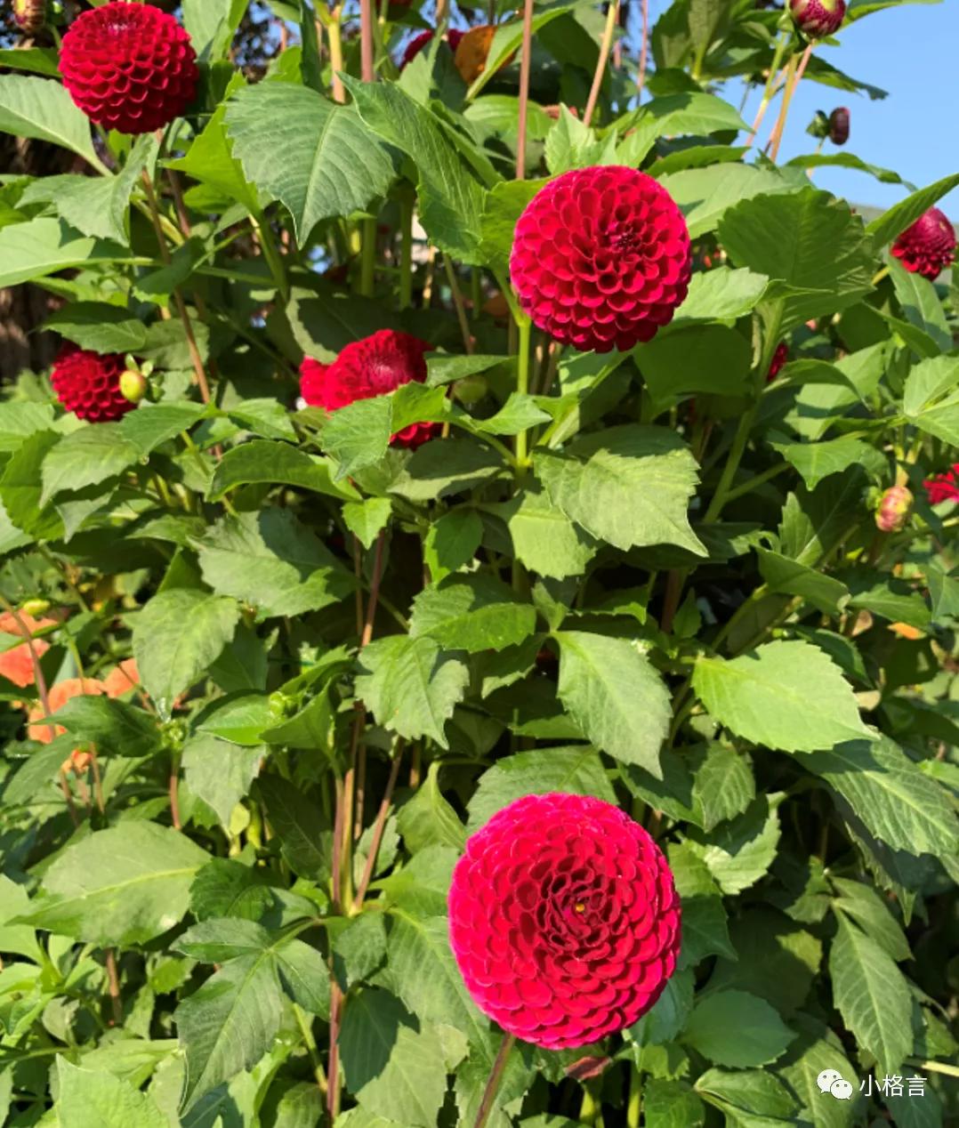 维多利亚著名的花园,维多利亚旅行攻略