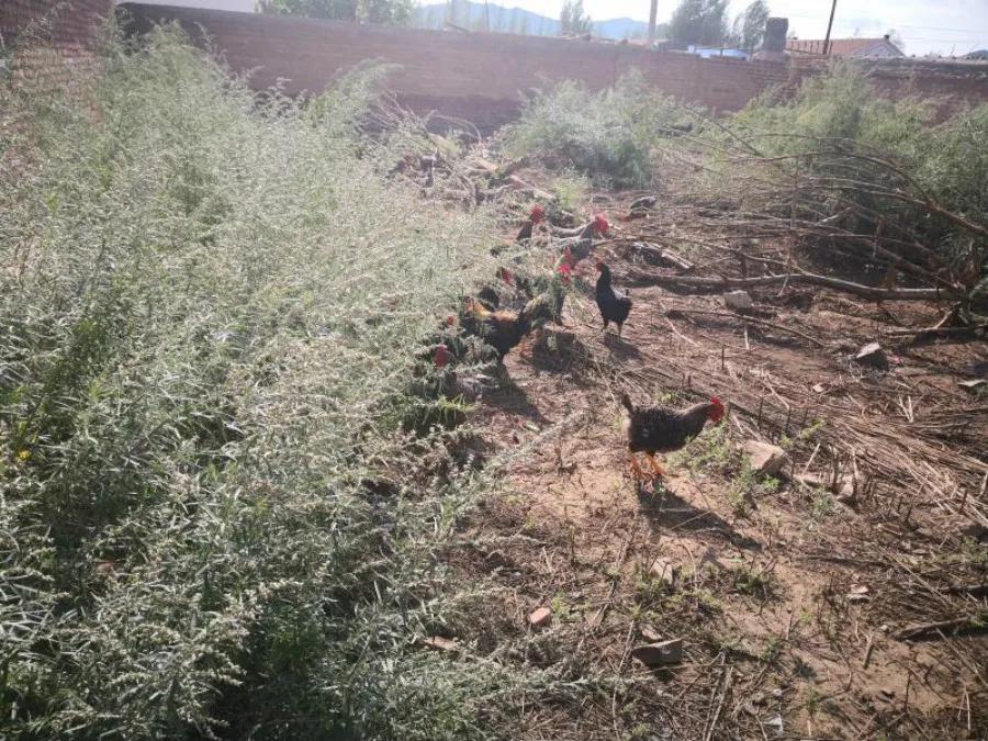 脱贫致富路上的巾帼能手——记赤峰市巴林右旗幸福之路苏木胜利村刘淑凤事迹