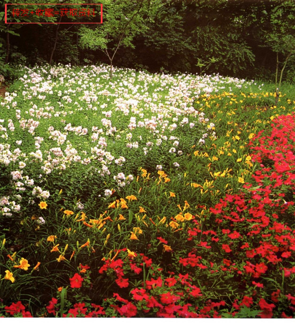 地被植物景观配置,优良地被植物
