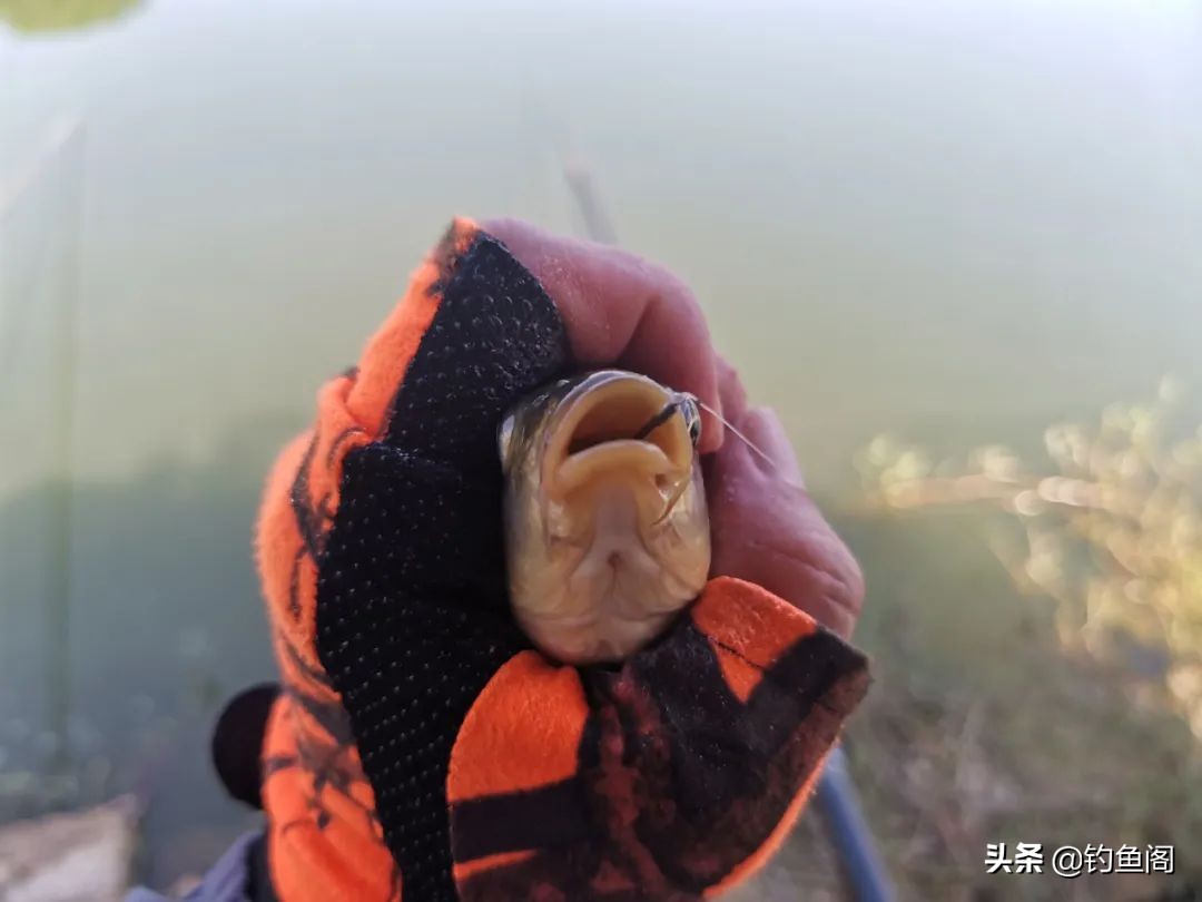 酒米打窝可以招鲤鱼吗,酒米打窝能钓鲤鱼吗