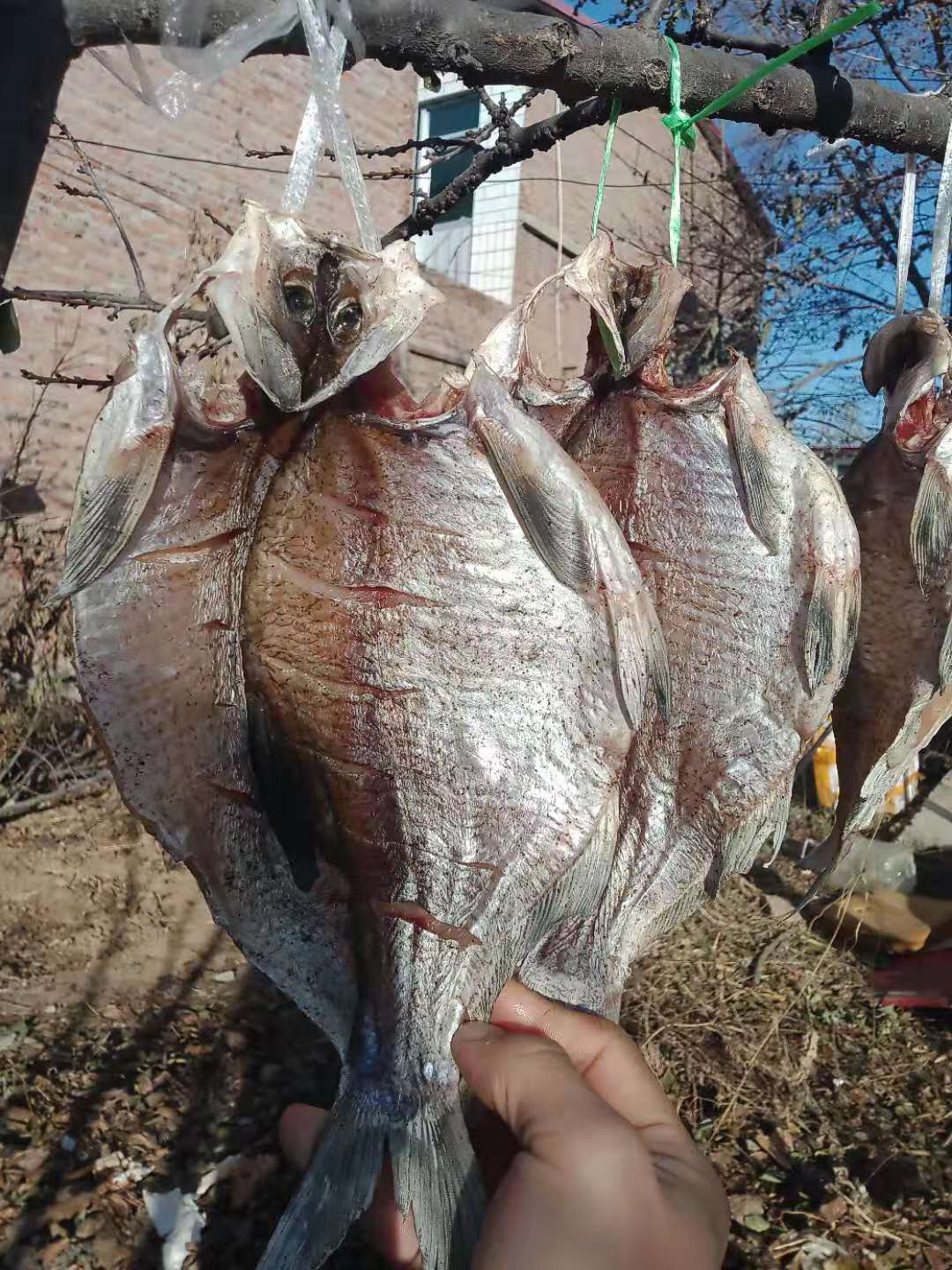风干鱼的制作方法与配方视频,风干鱼的制作方法和配方视频