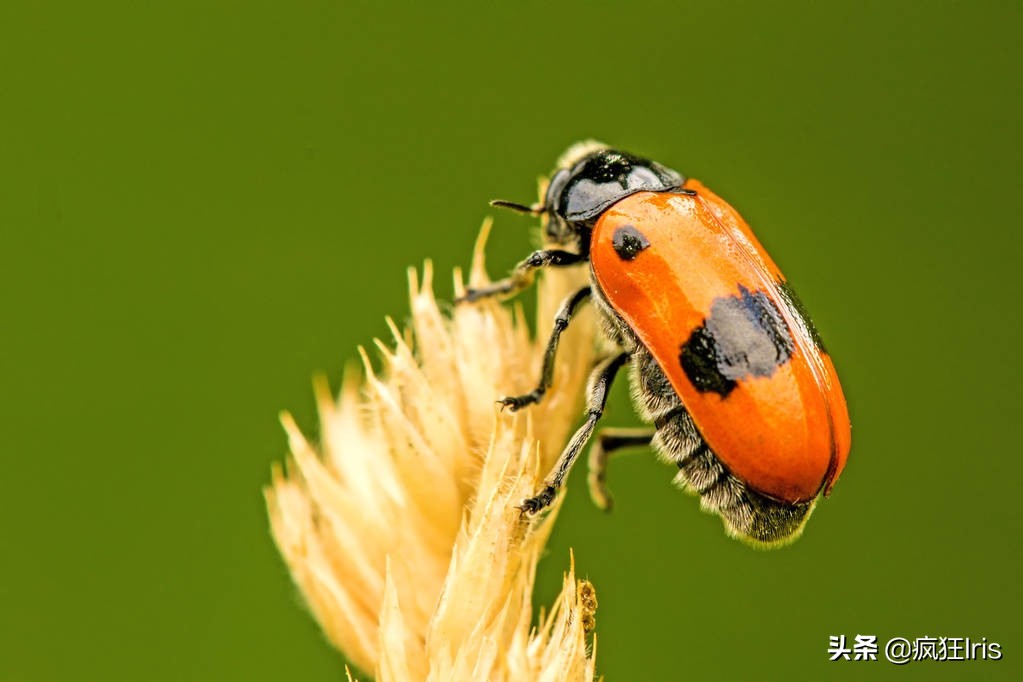 介绍一种濒危动物英语作文,高考英语作文真题保护野生动物