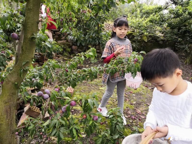 茶马古道重镇旅行,茶马古道旅行