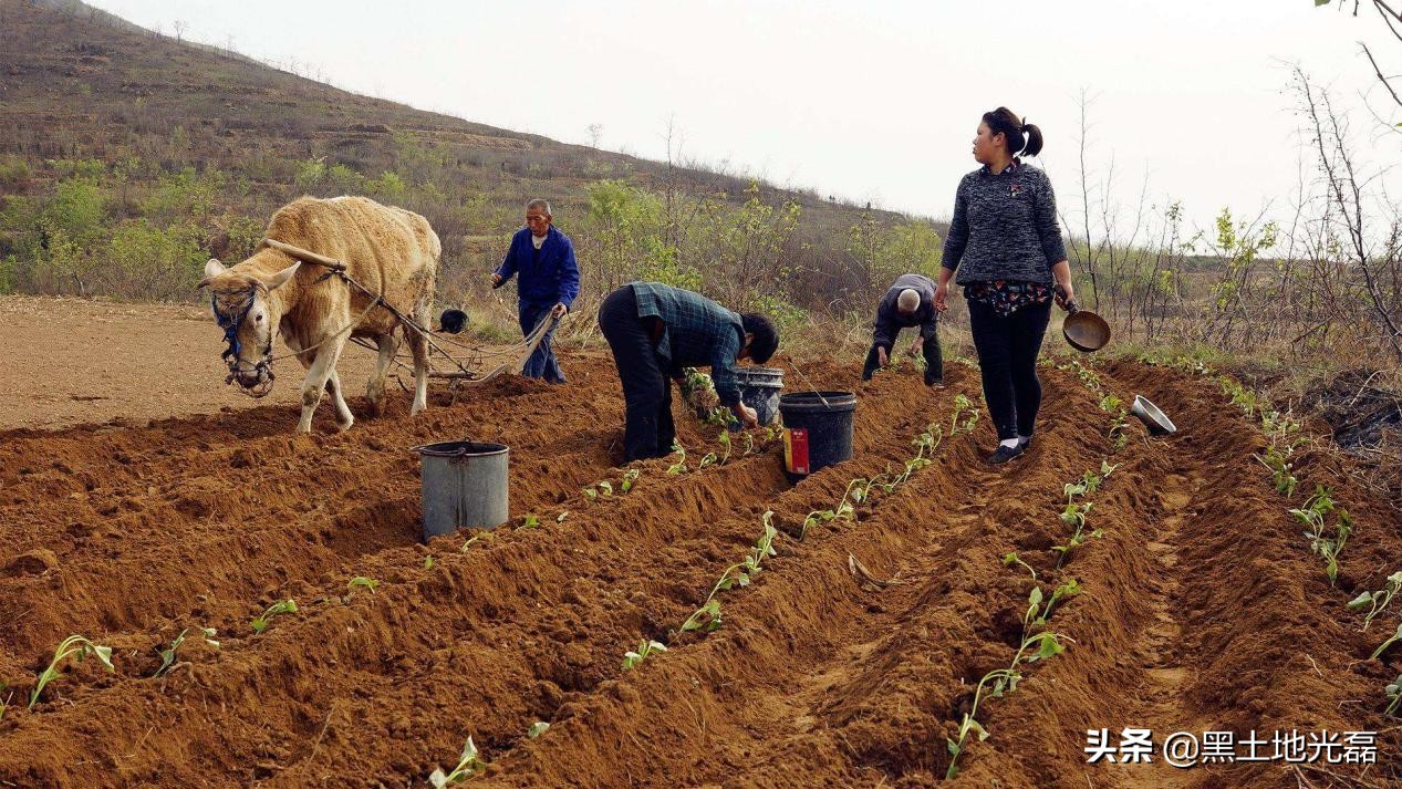 20块钱一袋的玉米种,20元一袋玉米