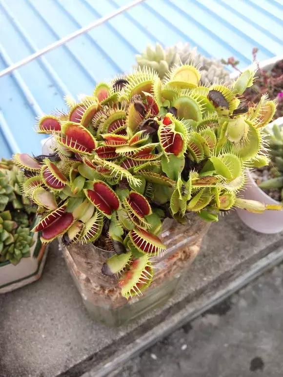 绿萝专用自吸花盆,绿萝吊兰怎么养才能长满花盆