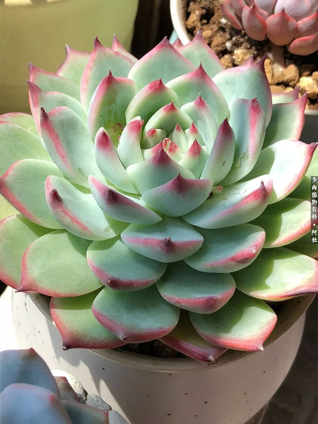 多肉有毒没毒,多肉有毒有毒