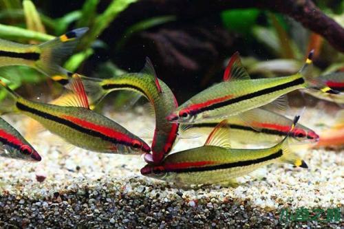 灯科鱼为什么在小缸里养不活,草缸少见的灯科鱼介绍