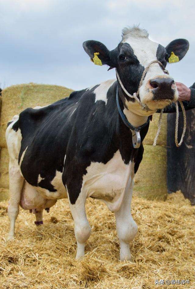 怎样判断母牛怀孕牛犊是公是母,母牛如何从眼睛判断怀孕