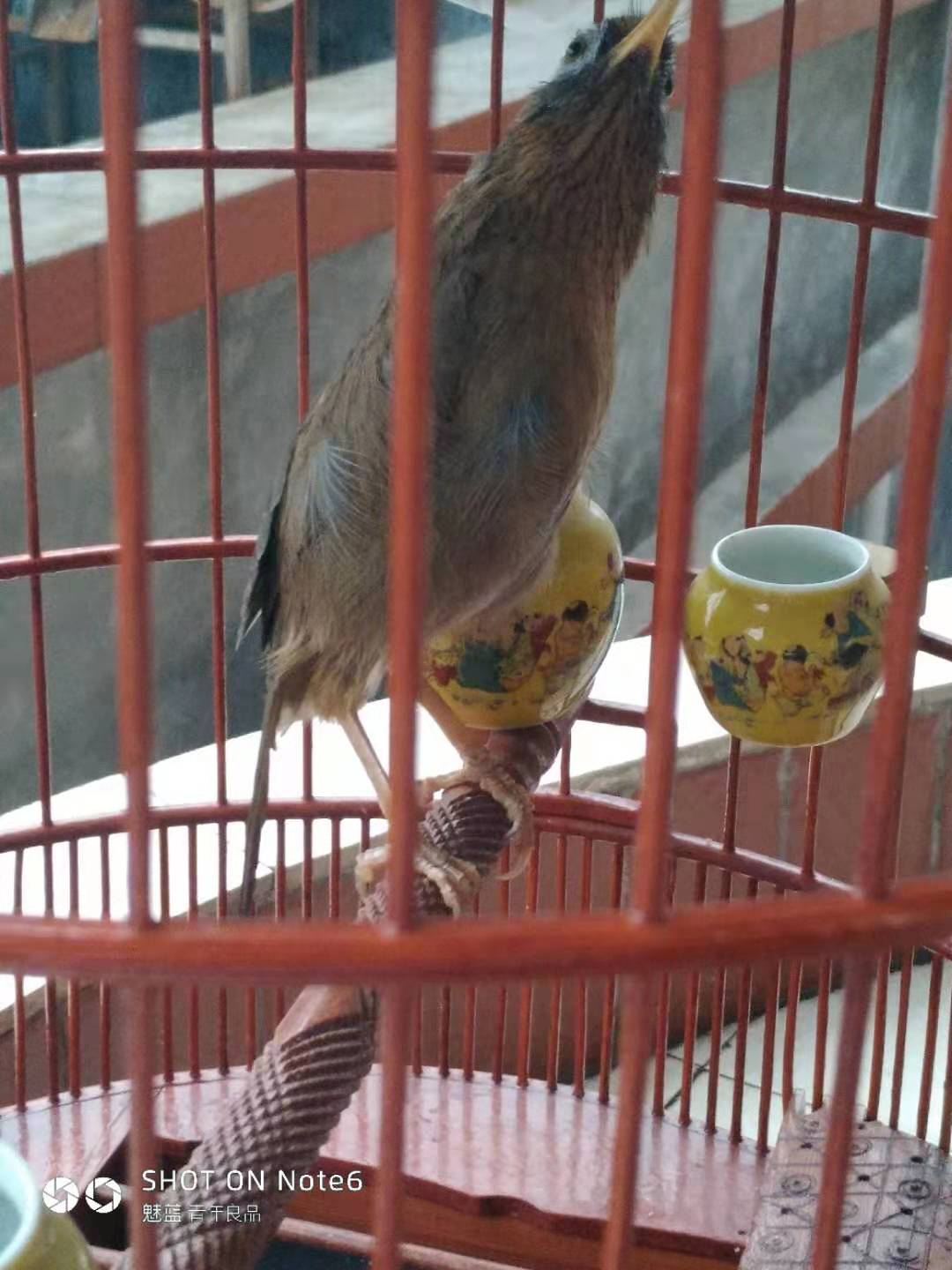 画眉鸟换毛要注意什么事项,画眉鸟换完毛不叫了怎么回事