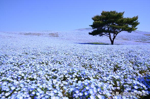 日本花海,日本30个最美花海