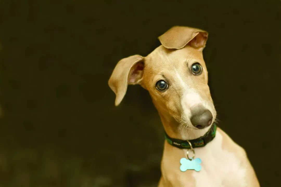 灵缇犬温斯顿,风之子灵缇犬