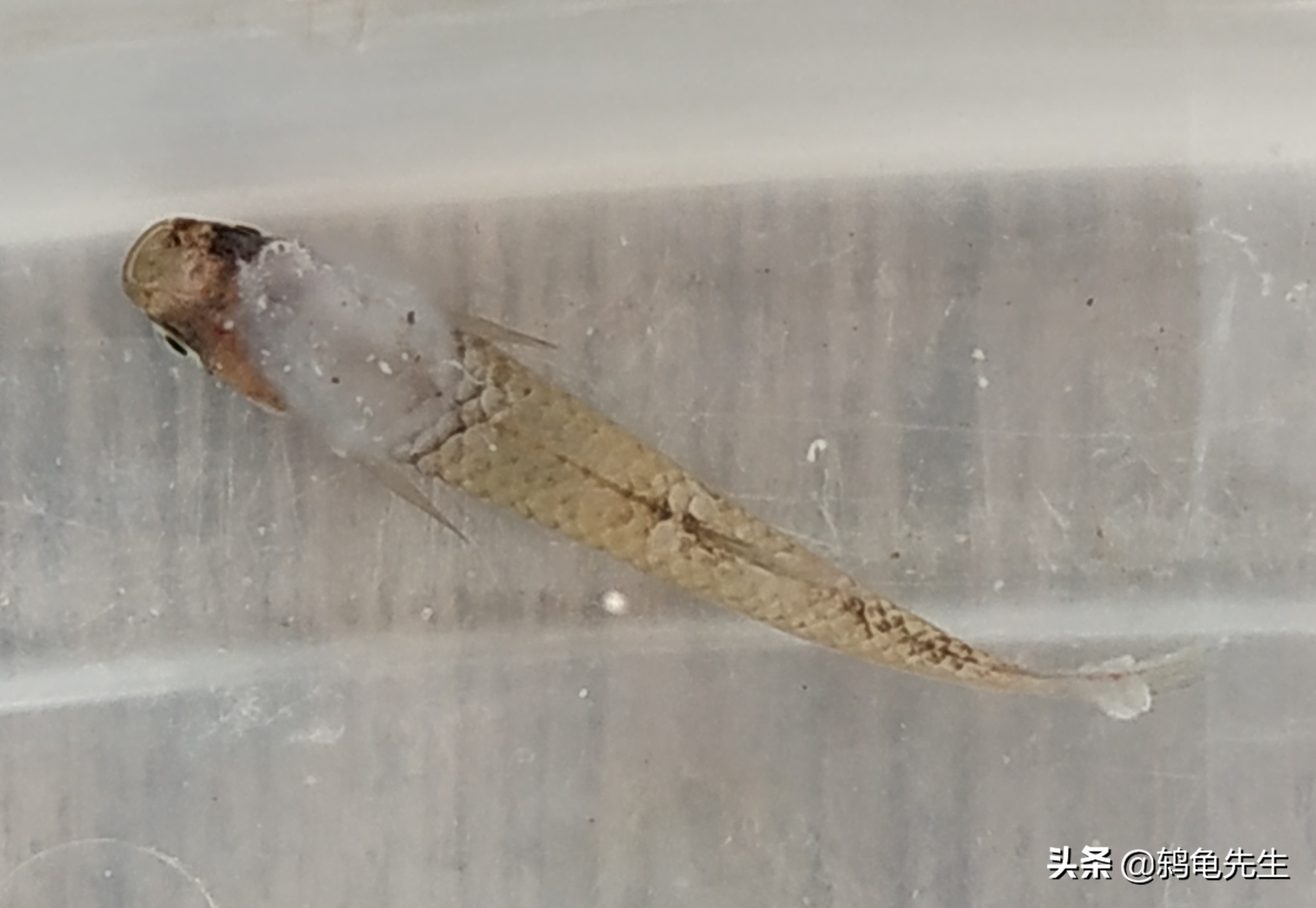 养殖鱼如何避免水霉,养鱼场鱼得水霉病怎么治疗