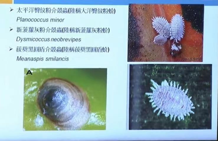 大陆不进口台湾菠萝会怎样,菠萝被大陆禁止进口了吗