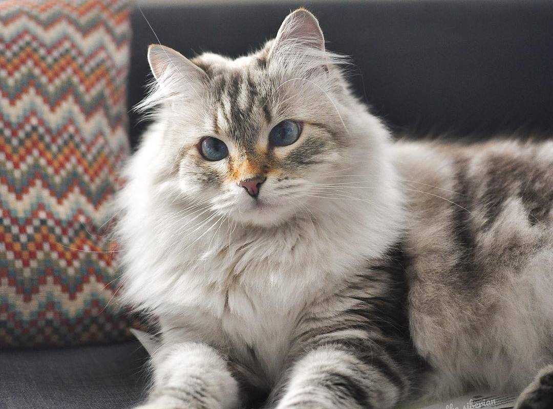 猫咪便秘吃益生菌多久可以见效,解决猫咪便秘的最佳方法