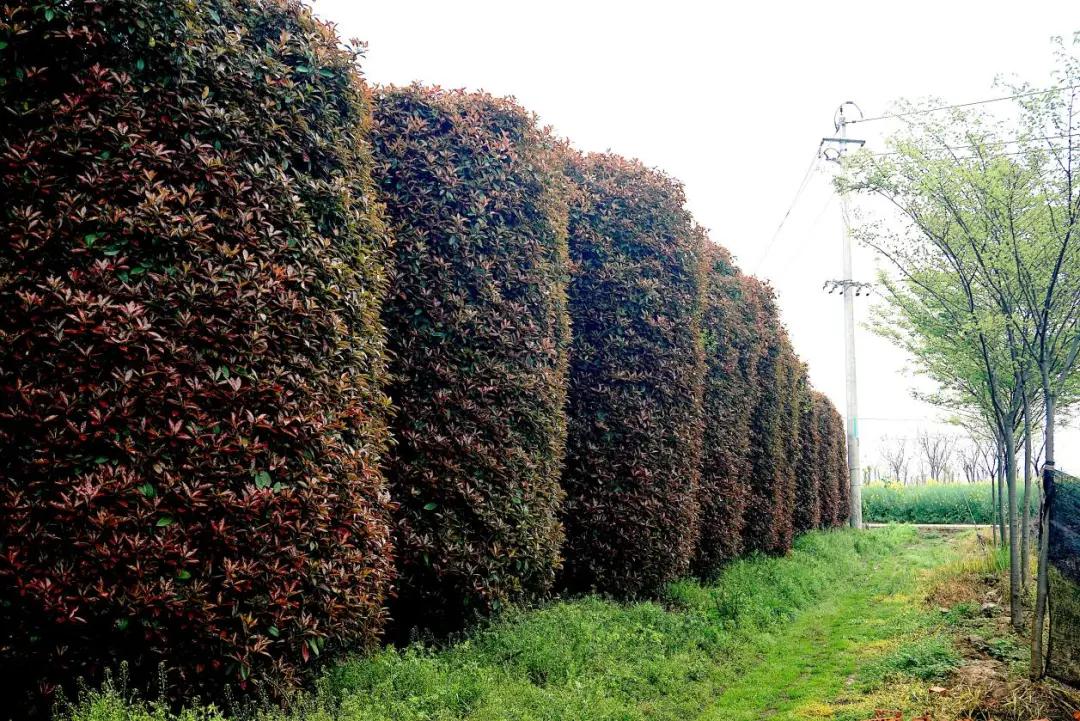 这名音乐老师种的红叶石楠,一棵卖了20000元