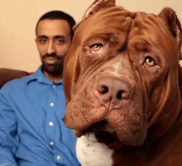 不遛狗会不会导致咬人,不遛狗对狗的影响大么