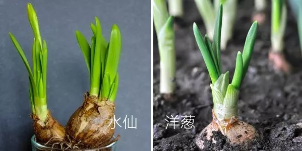 你家喜欢养的这种花居然有毒?不要放室内,更不要让小孩接触