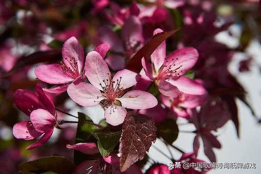 40句必背诗经经典,十首诗经名篇惊艳了三千年的时光