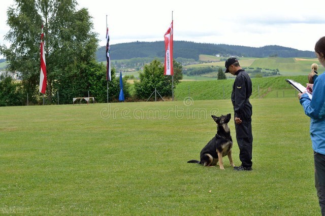边牧果然是最聪明的,这就是传说中的智商第一的边牧么