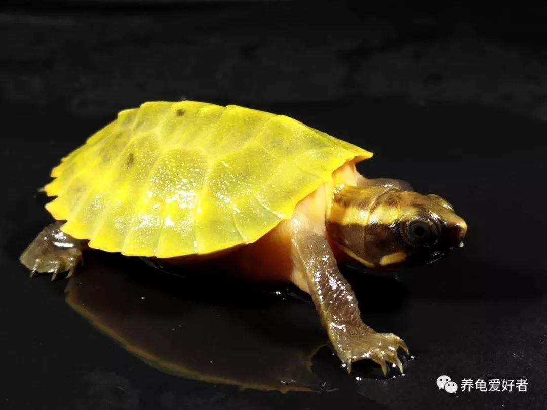 养水龟有啥风水讲究,黄喉拟水龟吃什么