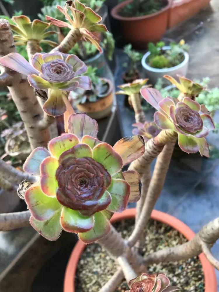 多肉植物法师黑腐了怎么“救”?这2招了解一下吧