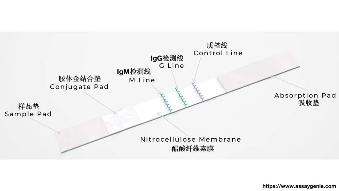 新冠病毒检测结果实验室解读,新冠病毒有哪些实验室检测方法