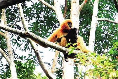 生物多样性之珍稀物种,生物多样性之旅