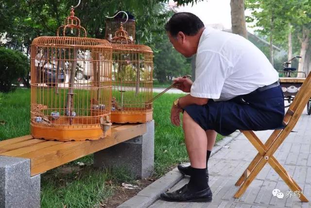 盘鸟小窍门让鸟儿不再怕人,虎头凤怎样盘才不会怕人