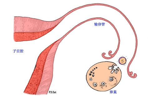 取完卵没有胚胎是精子的原因吗,取完卵哪些原因不能移鲜胚