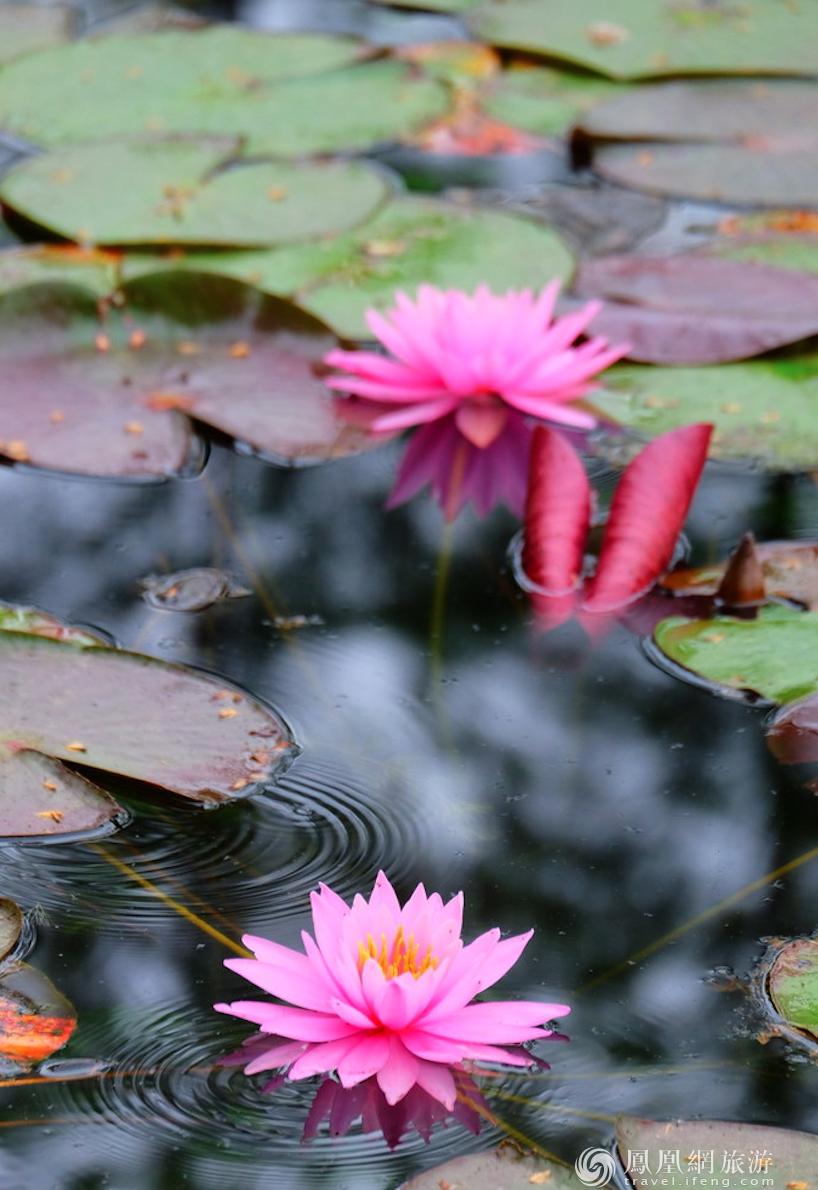 武汉重启震撼视频,武汉重启全程